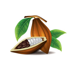  cacao beans with green leaves vector illustration