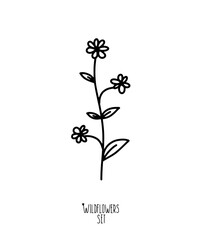 Vector contour wildflower plant on a white or transparent background from a set of wildflowers. Separate clipart, bookmarks, pattern, background