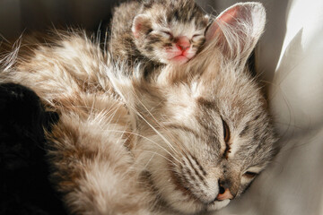 Cat and her newborn kitten in love