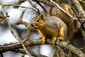 Naklejka na ściany i meble Fox Squirrel (Sciurus niger) in a Tree