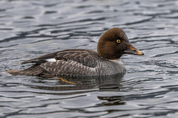 Female Common Goldeneye (Bucephala clangula)