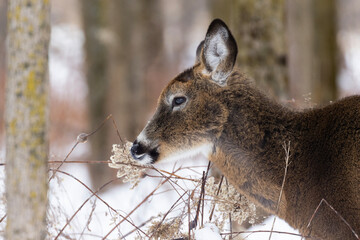  white-tailed deer (Odocoileus virginianus) in winter