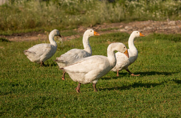 Geese and ducks walk on the grass in a green meadow in the pasture. Livestock raising and farming...