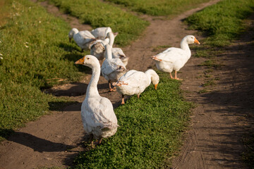 Geese and ducks walk on the grass in a green meadow in the pasture. Livestock raising and farming in the village.