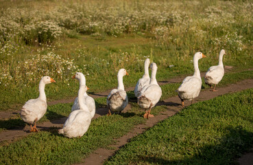 Geese and ducks walk on the grass in a green meadow in the pasture. Livestock raising and farming in the village.