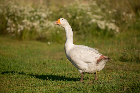 Geese and ducks walk on the grass in a green meadow in the pasture. Livestock raising and farming in the village.