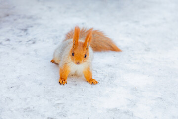 Closeup of Red Squirrel standing on snow