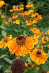 close up of Helenium flowers in late summer border