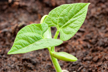 A runner bean seedling emerging from the soil