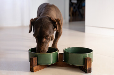 Purebred Dachshund Breed Dog Eating Fresh Dry Food Kibbles for Adult Feeding Bowl Food Dish Or...