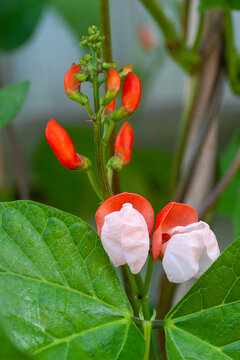 Painted Lady runner bean flowers