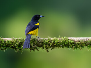 Black-cowled Oriole portrait on mossy stick against green background
