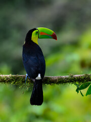 Keel-billed Toucan portrait on mossy stick against green gray  background