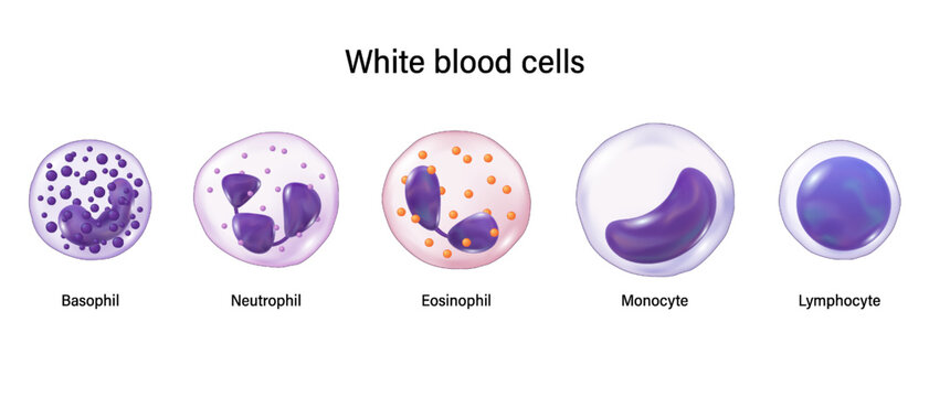 Type of white blood cells. Basophil, Neutrophil, Eosinophil,  Monocyte and lymphocyte. Leukocytes. Blood cells educational medical information.
