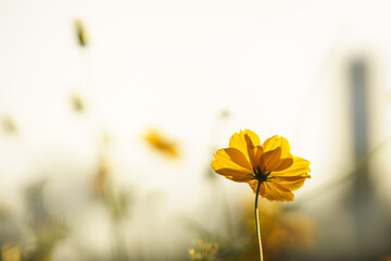 Closeup of yellow Cosmos flower under sunlight with copy space using as background natural plants landscape, ecology wallpaper cover page concept.
