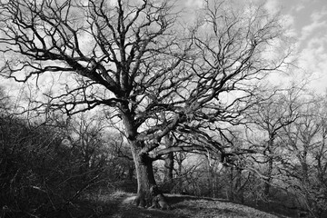 century-old oaks in the botanical garden