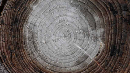 Naklejka premium wood texture