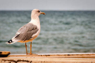 Gull