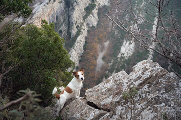 Fototapeta dog in the mountains. Jack Russell Terrier stands on a rock. Travel pet, hiking obraz