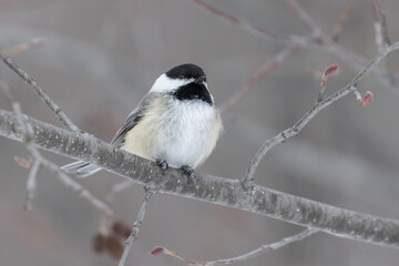 black-capped chickadee (Poecile atricapillus) in winter