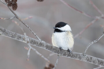black-capped chickadee (Poecile atricapillus) in winter