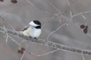 black-capped chickadee (Poecile atricapillus) in winter