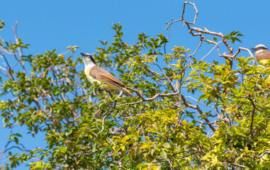 Bird bem-te-vi, beautiful bird, I saw you among the branches, in the summer of Brazil, natural light, selective focus.