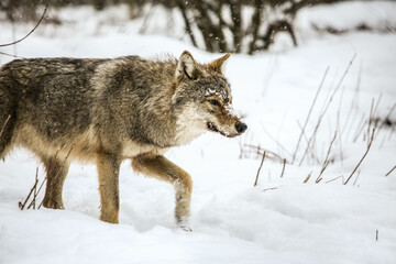 Obraz premium Gray Wolves in the snow