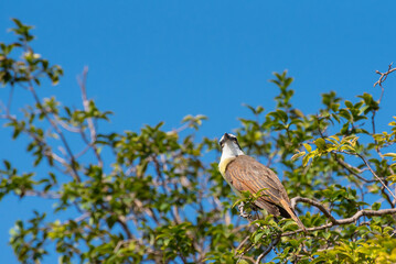 Bird bem-te-vi, beautiful bird, I saw you among the branches, in the summer of Brazil, natural light, selective focus.
