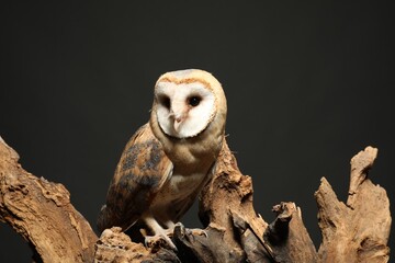 Beautiful common barn owl on tree against grey grey background