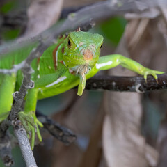 Obraz premium Green Iguana staring