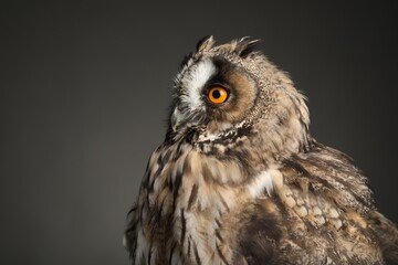 Beautiful eagle owl on grey background, closeup. Predatory bird