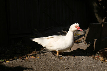 Beautiful Muscovy duck in farmyard on sunny day. Rural life