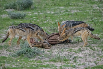 Jackals fighting for a buffalo carcass in the bush in Namibia
