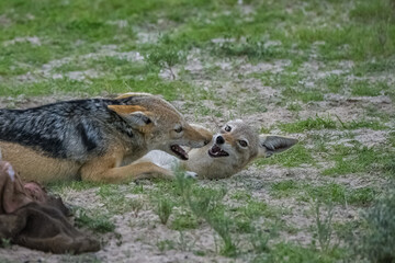 Jackals fighting for a buffalo carcass in the bush in Namibia
