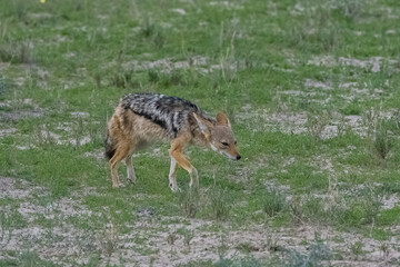 Jackals fighting for a buffalo carcass in the bush in Namibia
