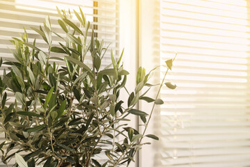 Beautiful young olive tree near window indoors, closeup. Interior element