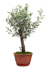 Beautiful young potted olive tree isolated on white