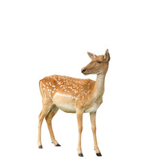 Beautiful deer on white background. Wild animal