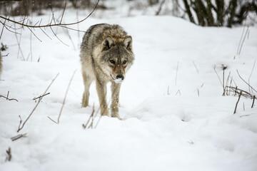 Gray Wolves in the snow