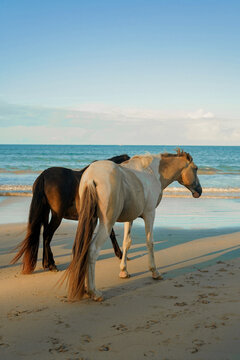 Cavalos na praia de Bainema