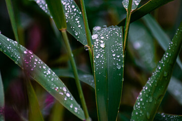 dew on the grass