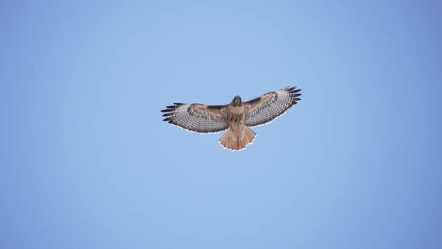 Red-Tailed Hawk gliding in the sky above as it flaps in slow motion.