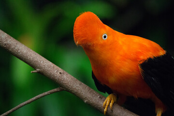 Andean cock-of-the-rock perched on branch
