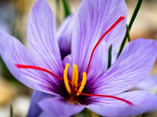 Fotobehang Krokus Makro Safran Krokus  © SteveMC