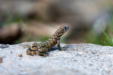 lizard on the stone