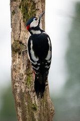 woodpecker on tree