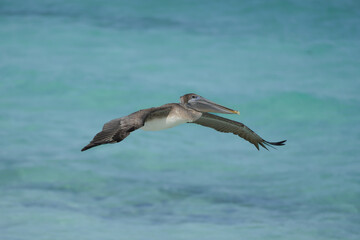 pelican flying over the ocean