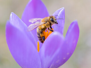 Biene in Krokus makro