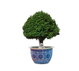 Canopy Banyan bonsai tree (Ficus annulata) growing in ceramic potted plant on transparent background, png file